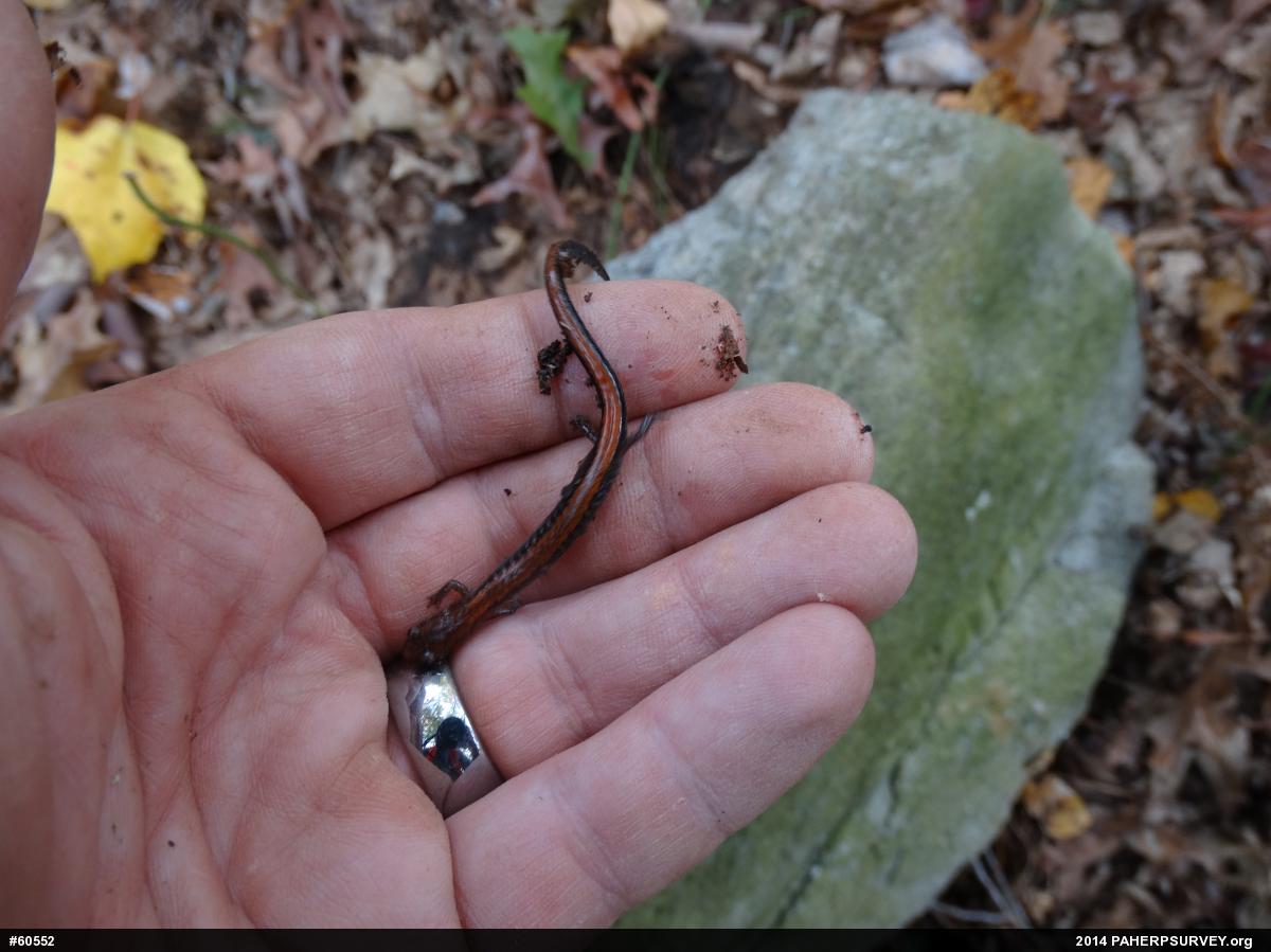 Eastern Red-backed  Salamander