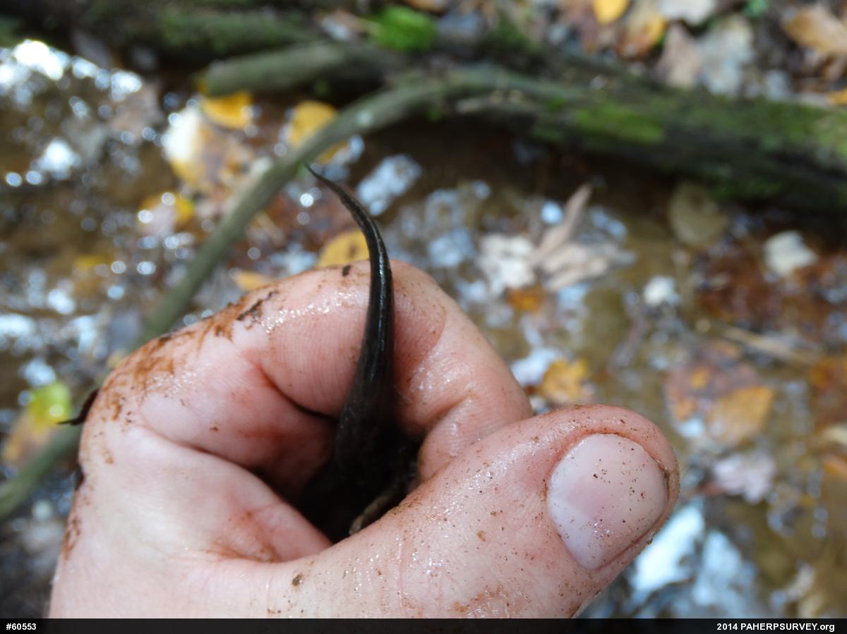 Northern Dusky Salamander