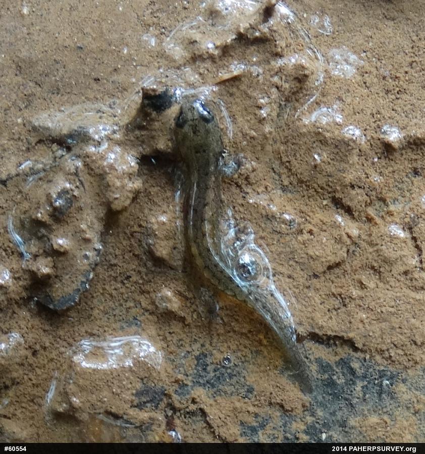 Northern Dusky Salamander