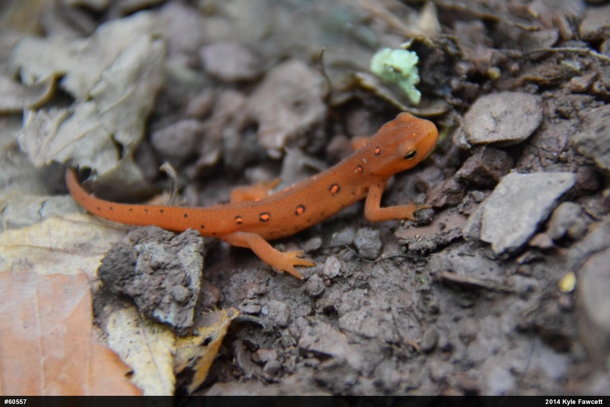 Red-spotted Newt