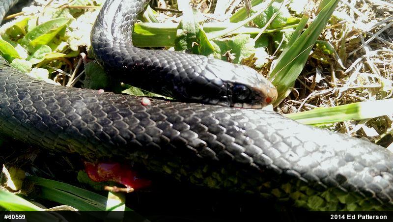 Northern Black Racer
