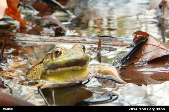 Green Frog