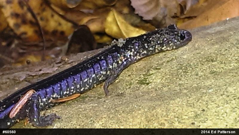 Wehrle's Salamander