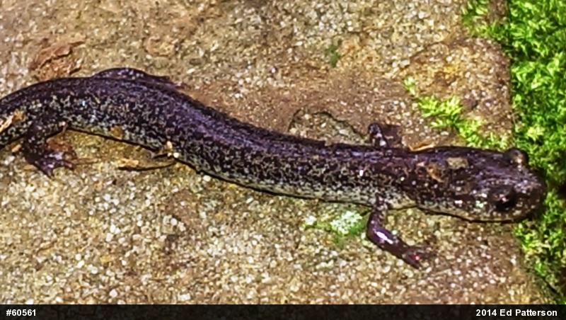 Valley And Ridge Salamander