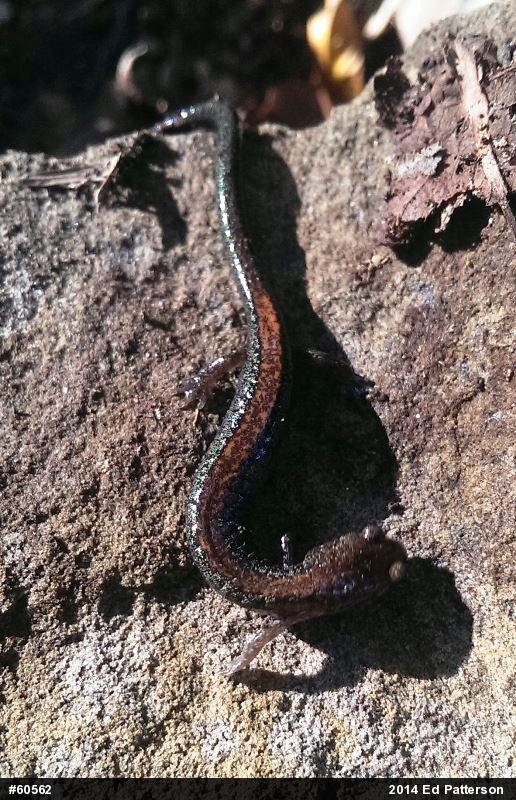 Eastern Red-backed  Salamander
