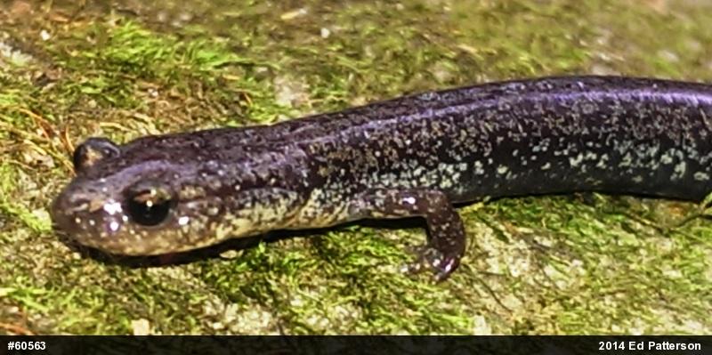 Valley And Ridge Salamander