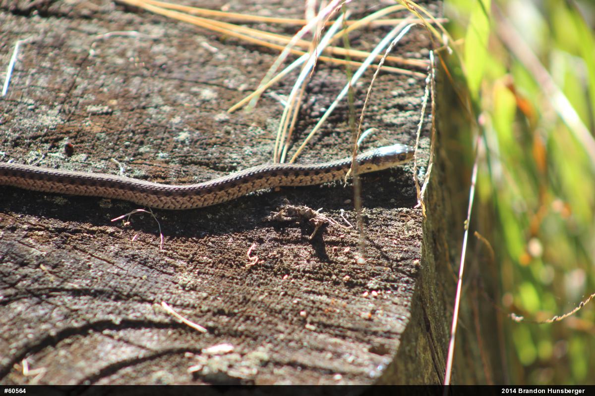 Eastern Gartersnake