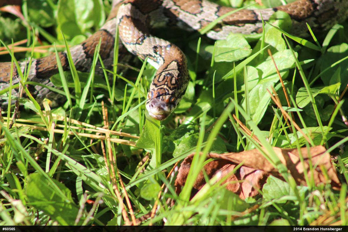 Eastern Milksnake