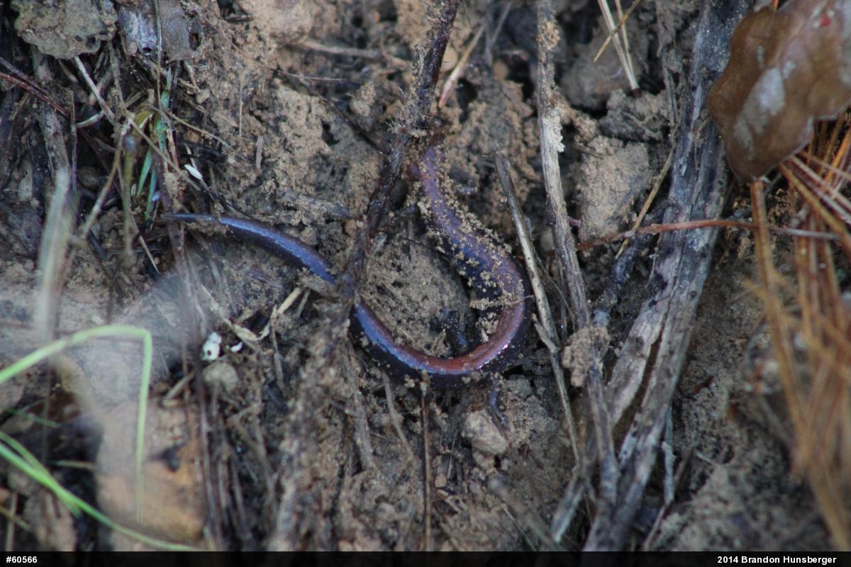 Eastern Red-backed  Salamander