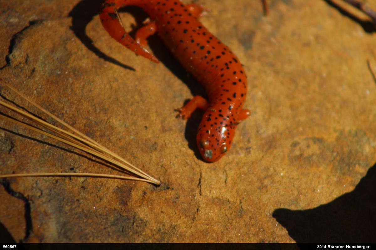 Northern Red Salamander