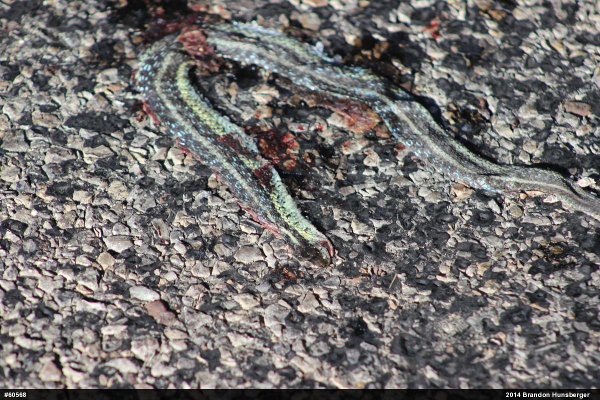 Eastern Gartersnake