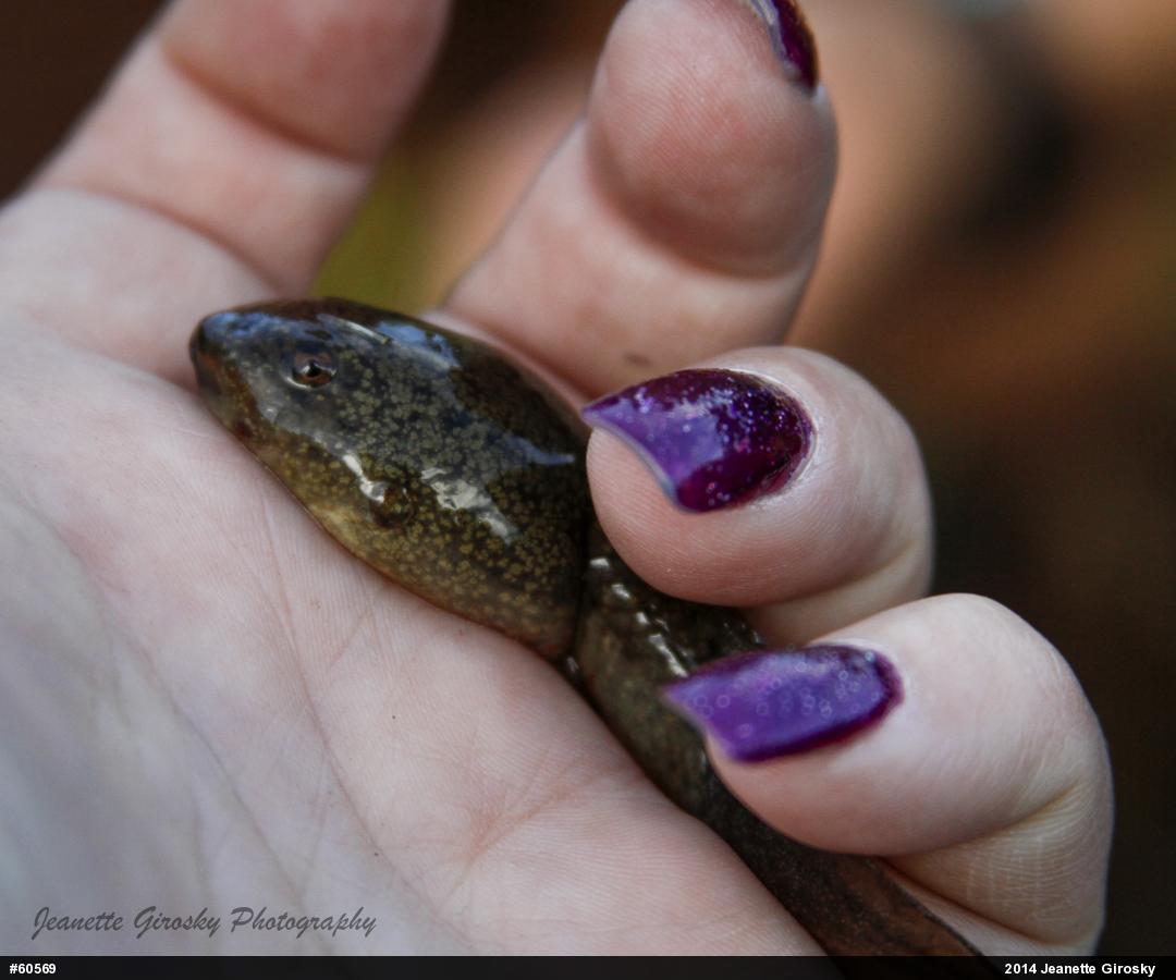 True Frogs