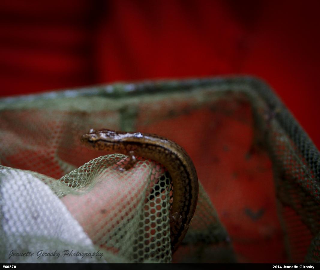 Northern Two-lined Salamander