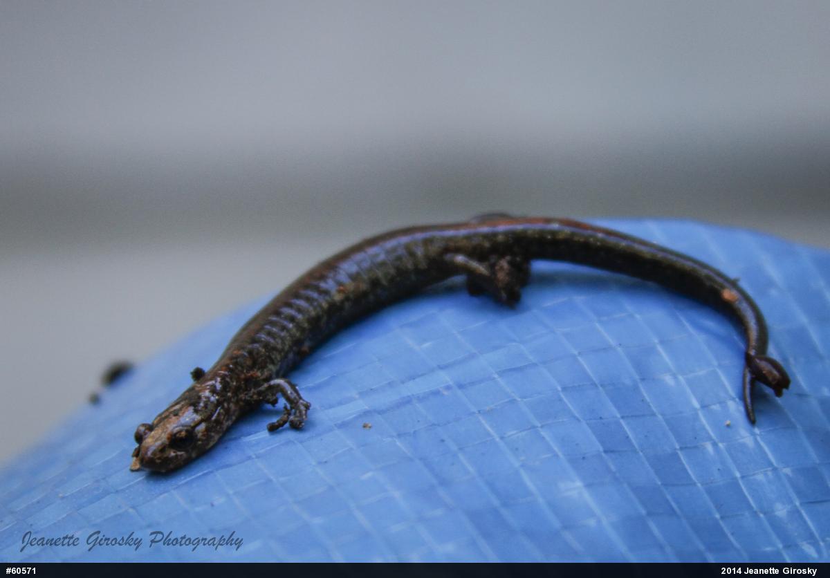 Eastern Red-backed  Salamander