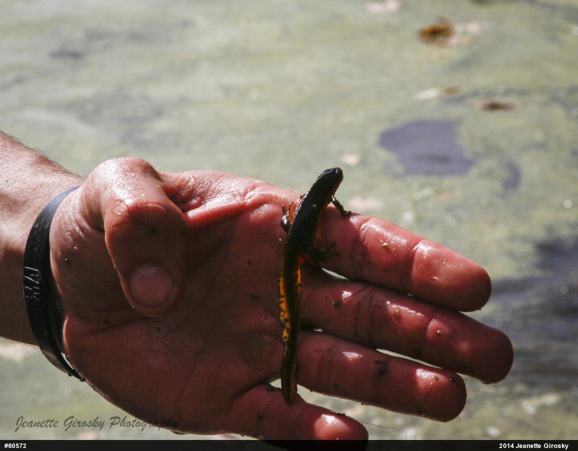 Red-spotted Newt