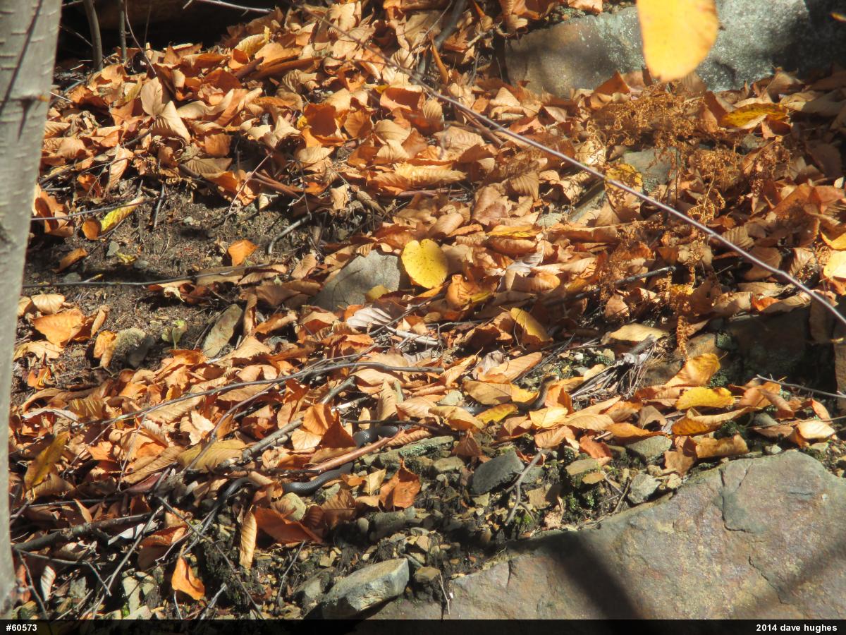 Northern Black Racer