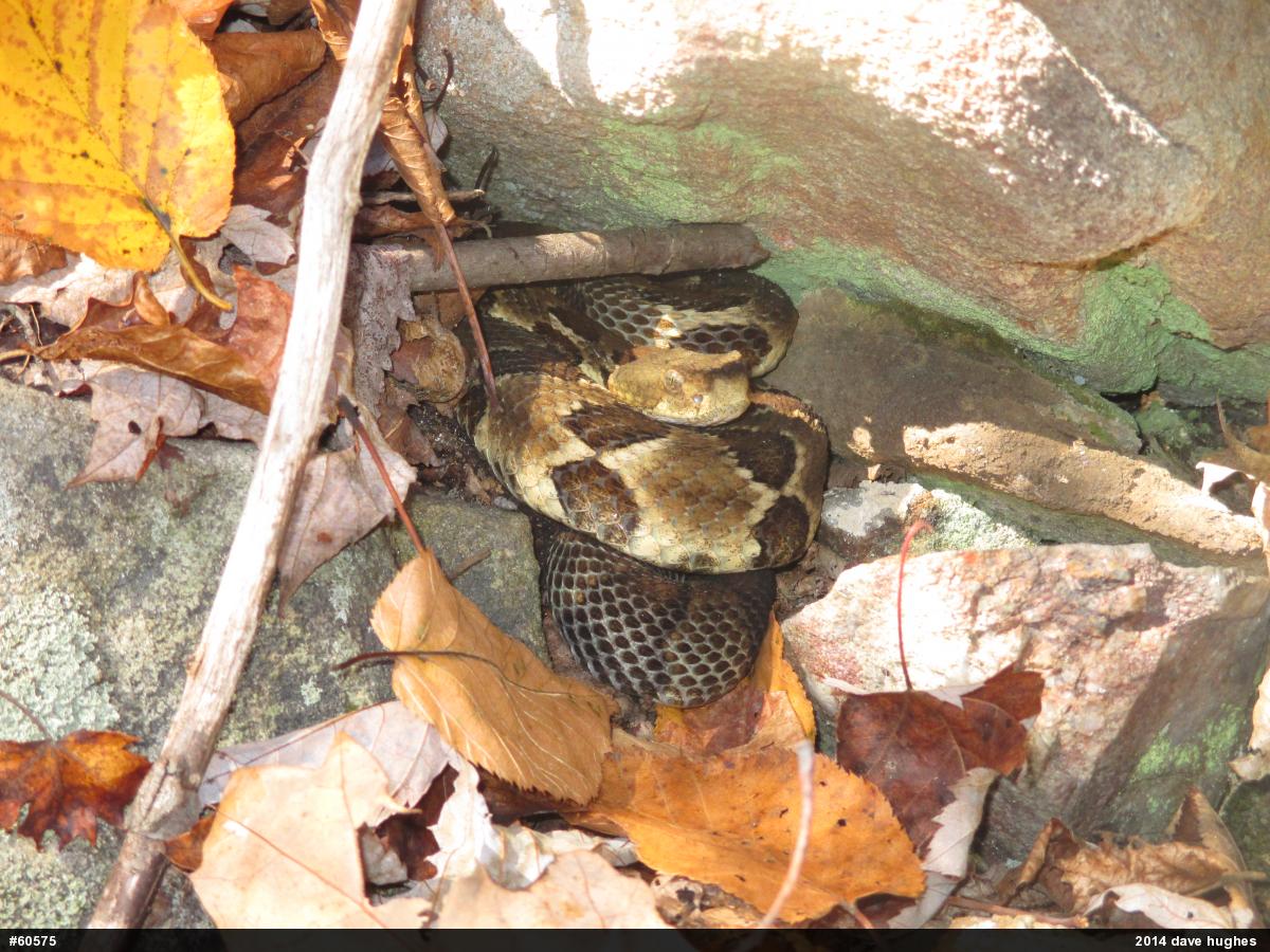 Timber Rattlesnake