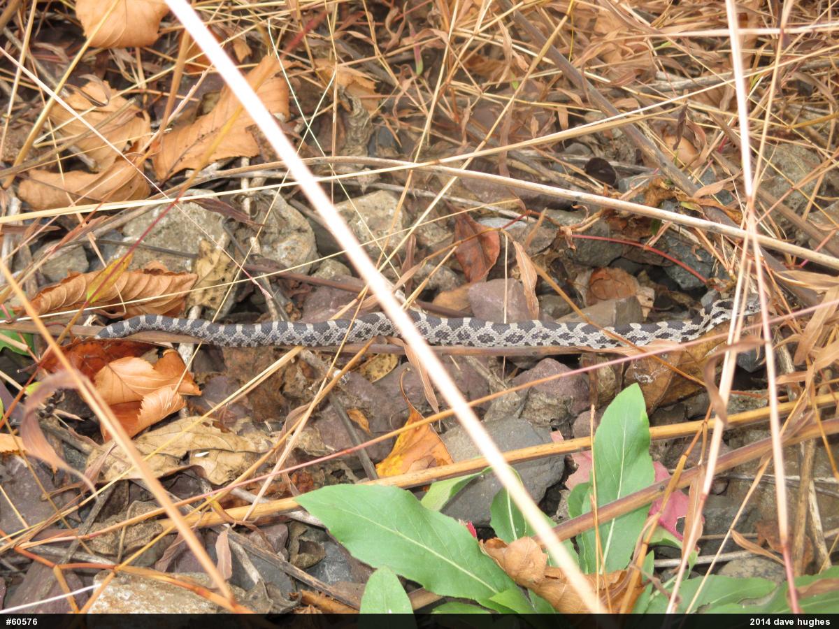 Eastern Ratsnake