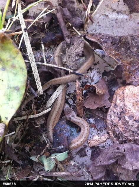 Dekay's Brownsnake