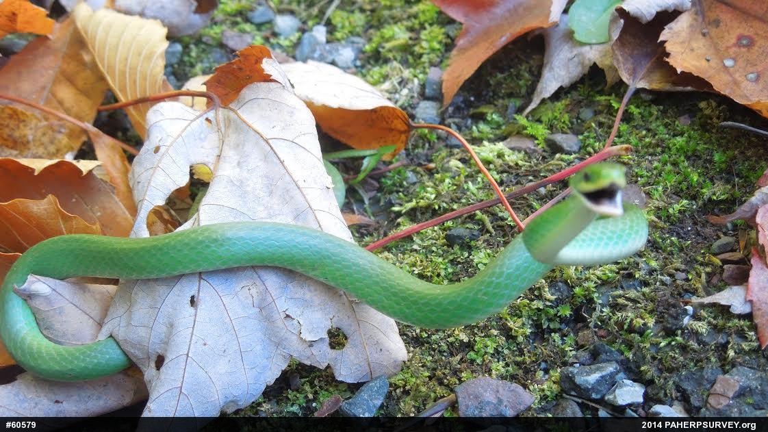 Smooth Greensnake