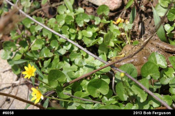 Green Frog