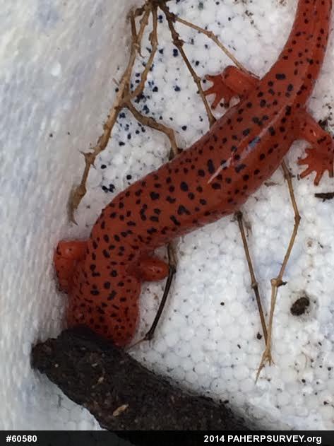 Northern Red Salamander