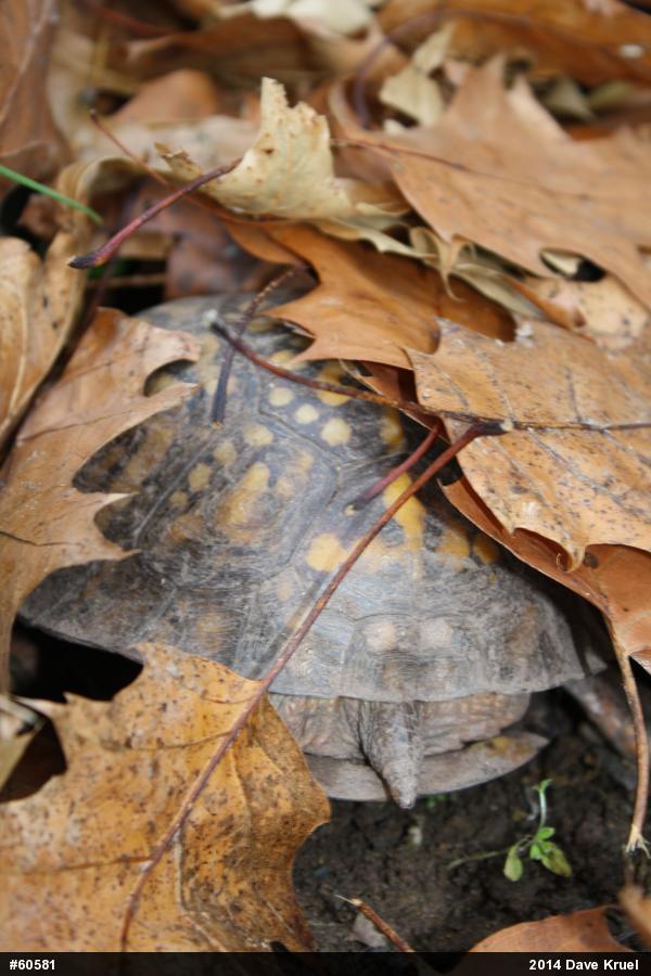 Eastern Box Turtle
