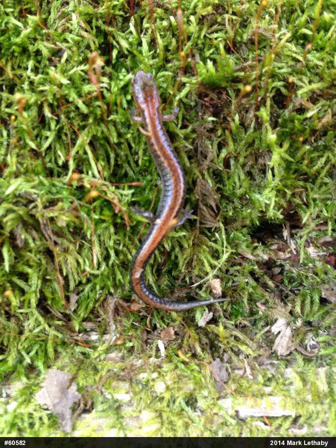 Eastern Red-backed  Salamander