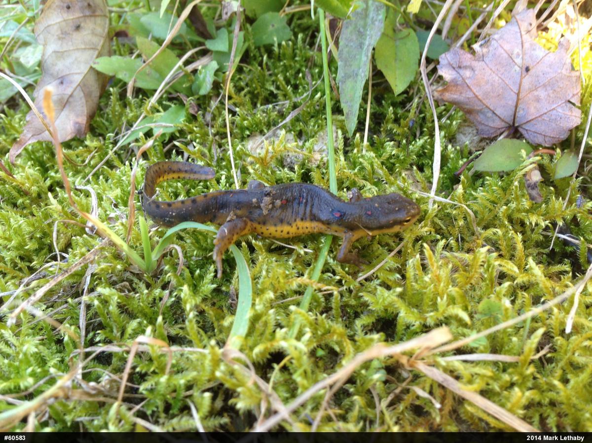 Red-spotted Newt