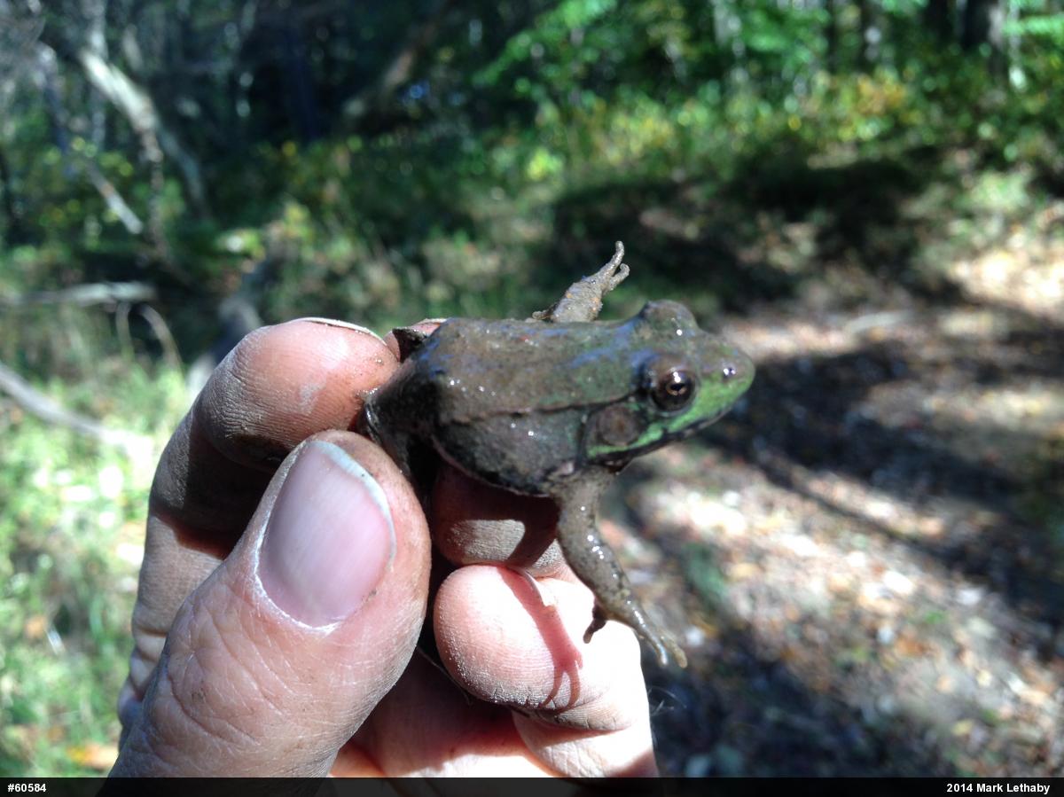 Green Frog