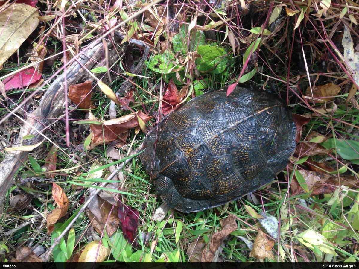 Wood Turtle