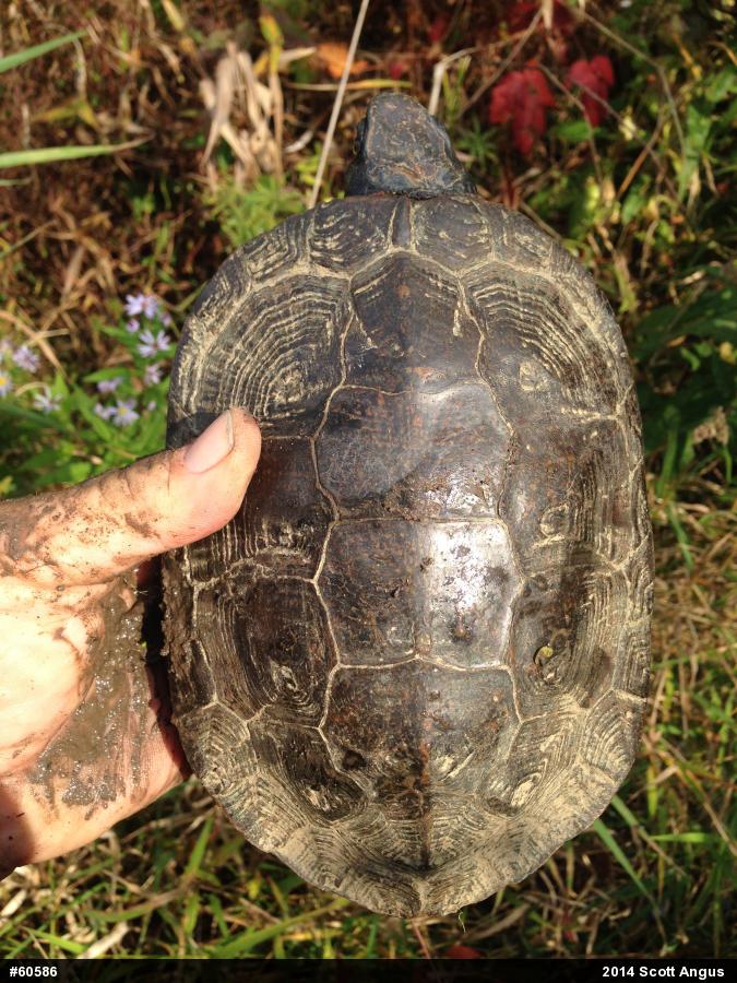 Wood Turtle