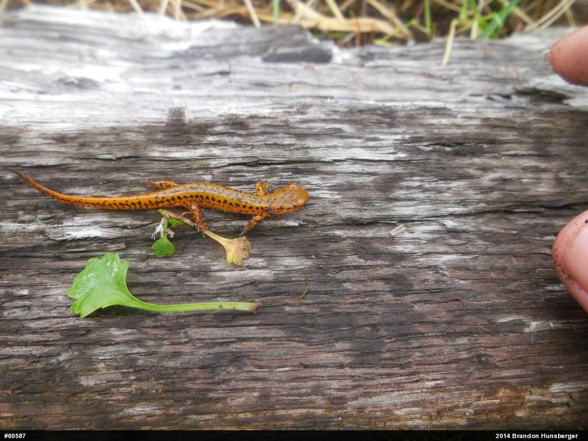 Eastern Long-tailed Salamander