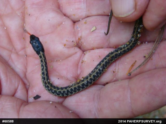 Eastern Gartersnake