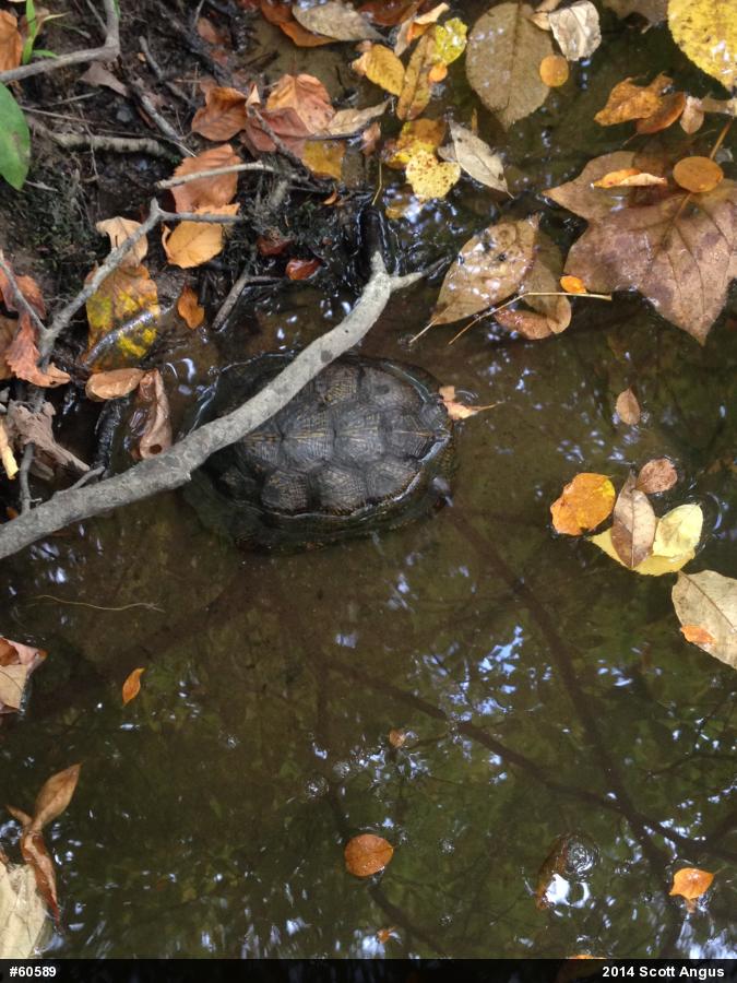 Wood Turtle