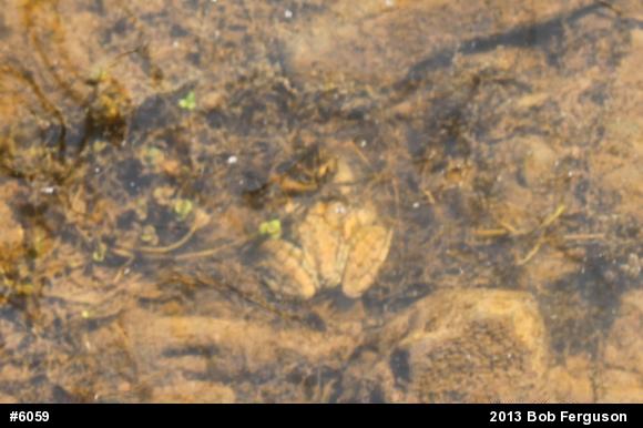 Green Frog
