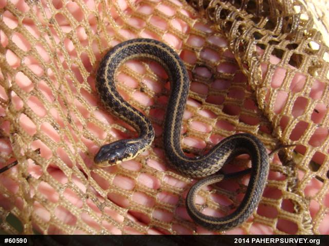 Eastern Gartersnake