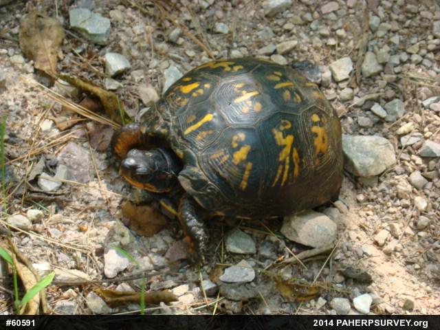 Eastern Box Turtle