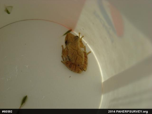 Spring Peeper