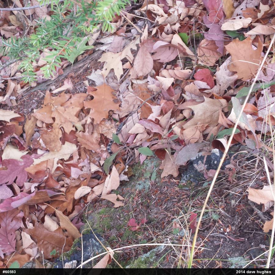 Eastern Ratsnake