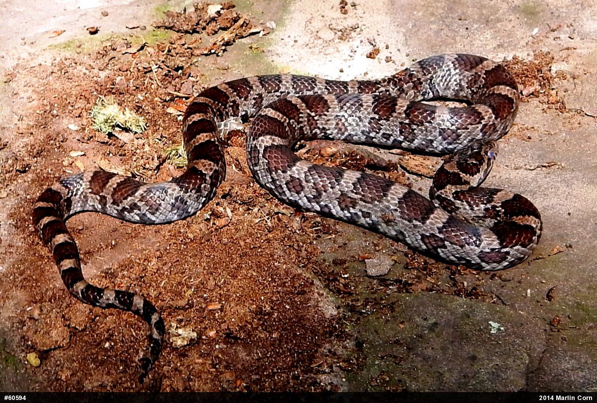 Eastern Milksnake