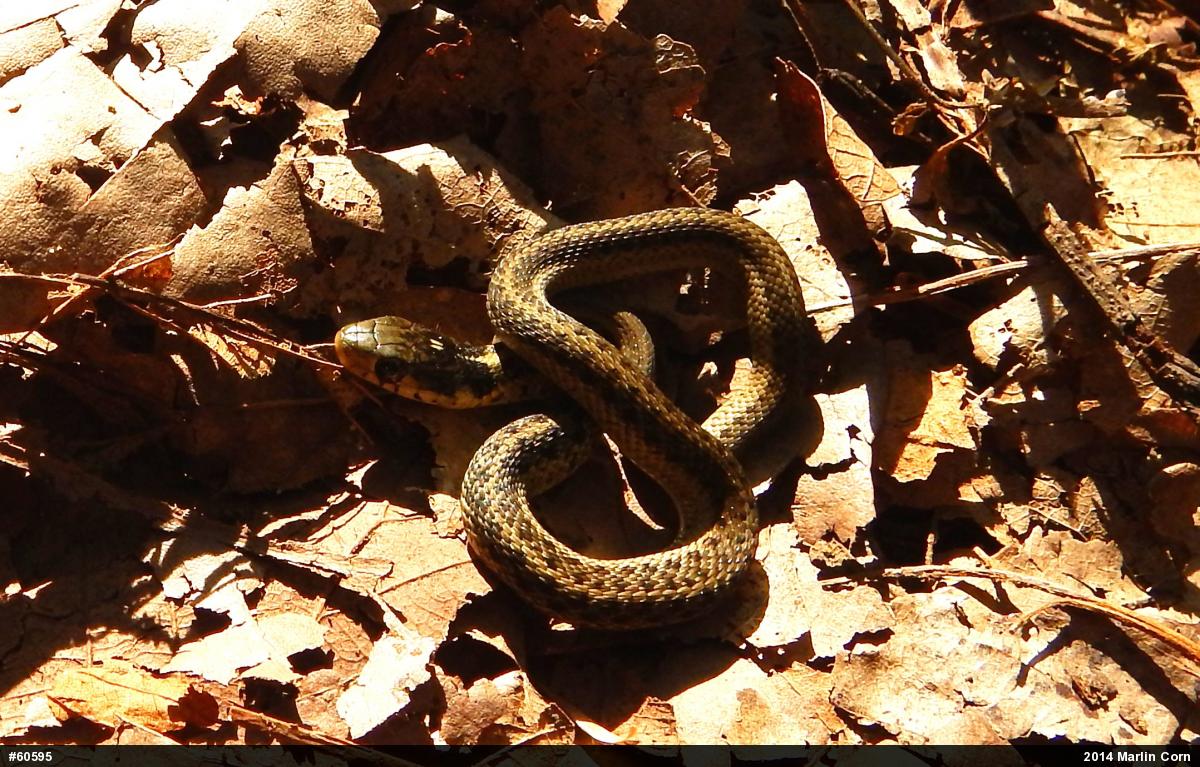 Eastern Gartersnake