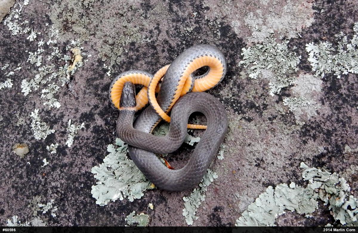 Northern Ring-necked Snake