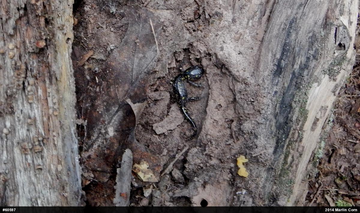 Spotted Salamander