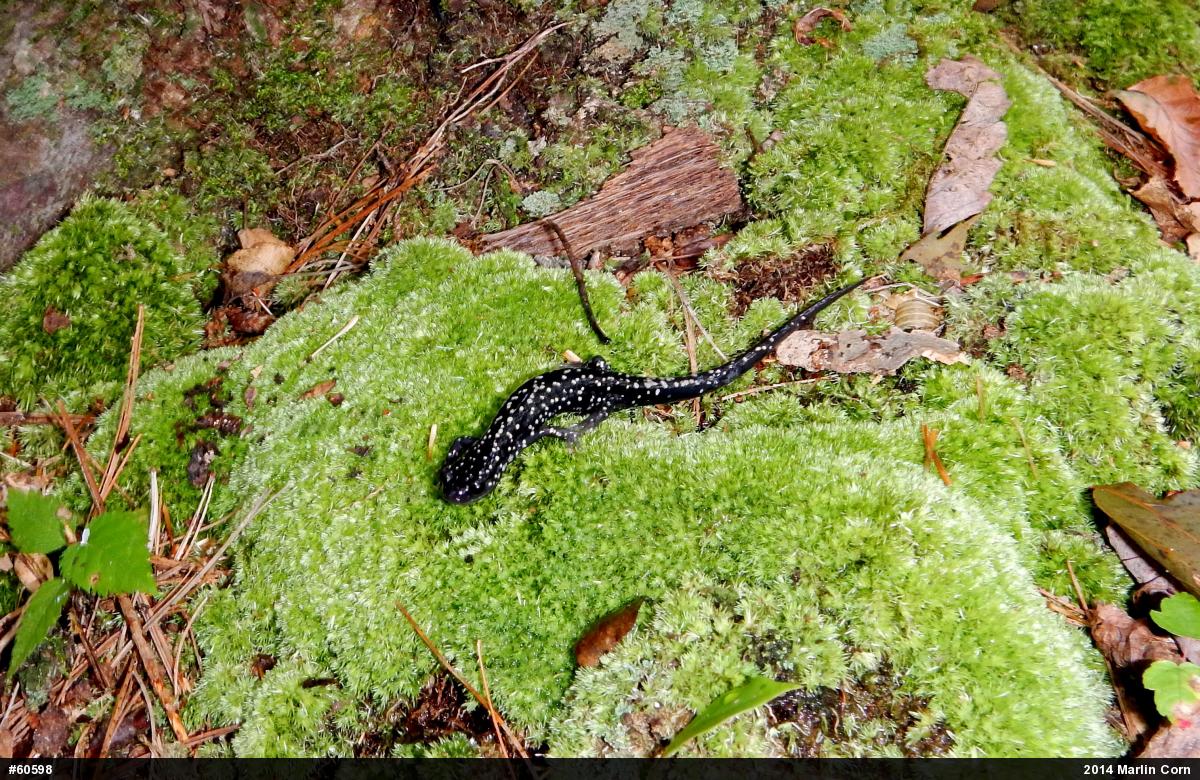 Northern Slimy Salamander