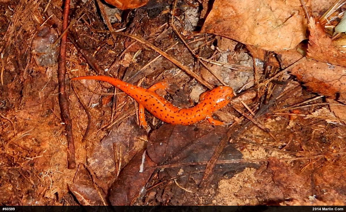 Northern Red Salamander