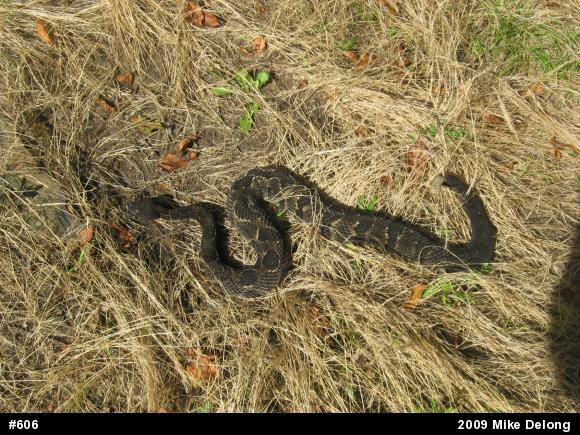 Timber Rattlesnake