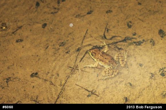 Green Frog