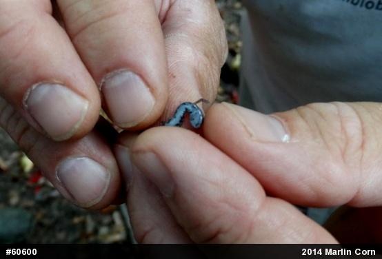 Four-toed Salamander