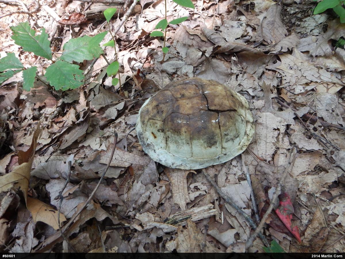 Eastern Box Turtle